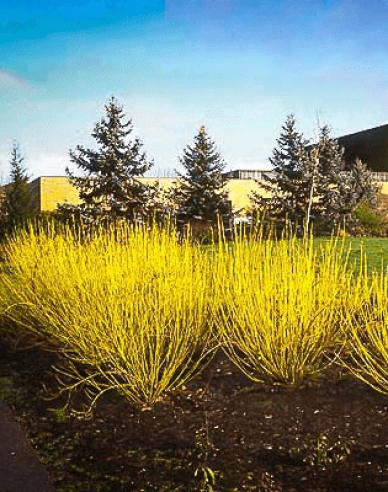 Svída bílá "FLAVIRAMEA" 10l