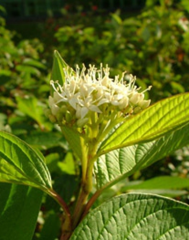 Svída bílá "FLAVIRAMEA" 10l