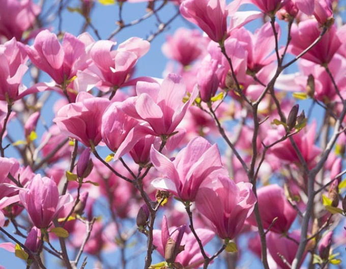 Strom Magnolia Galaxy