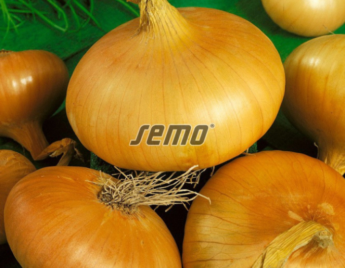 Semo kuchynská cibule Štutgartská