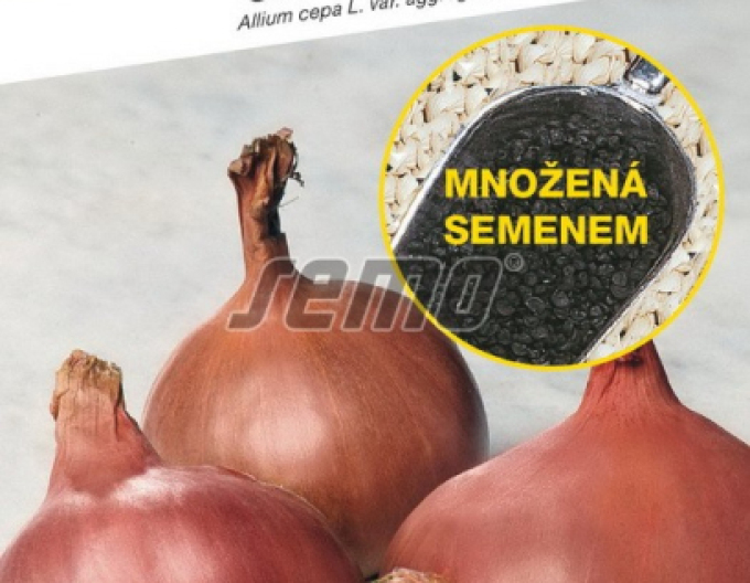 Semo Cibule šalotka ´Camelot F1´