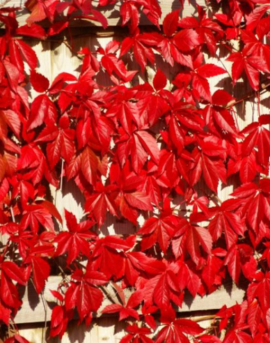 Přísavník pětilistý, loubinec