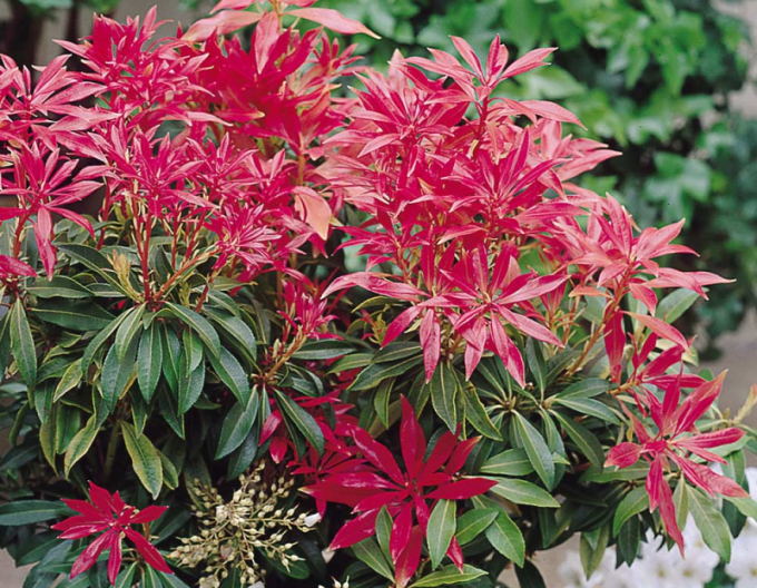 Pieris ´Forest Flame´