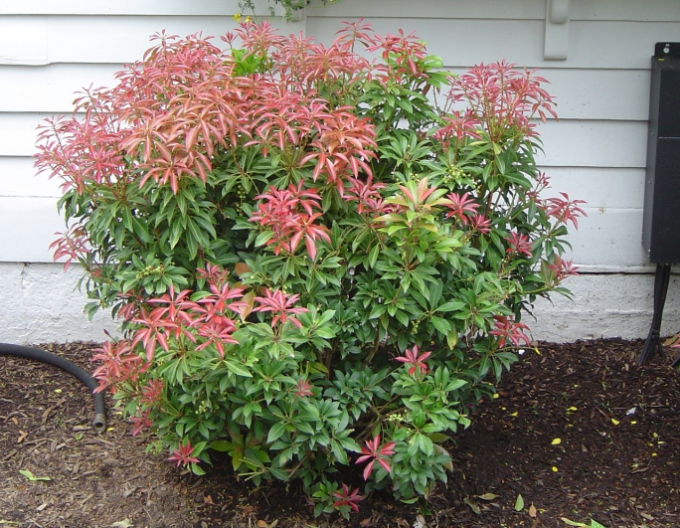 Pieris ´Forest Flame´