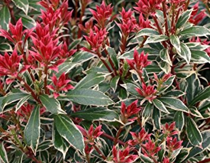 Pieris japonský Little Heath