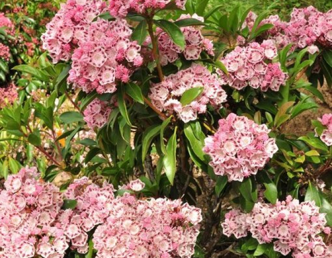 Kalmia širokolistá ´Ginkona´