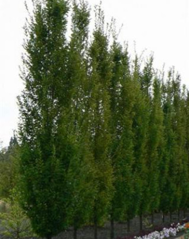 Habr obecný ´Fastigiata´