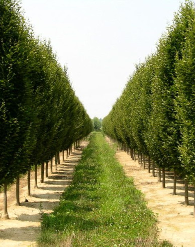 Habr obecný ´Fastigiata´