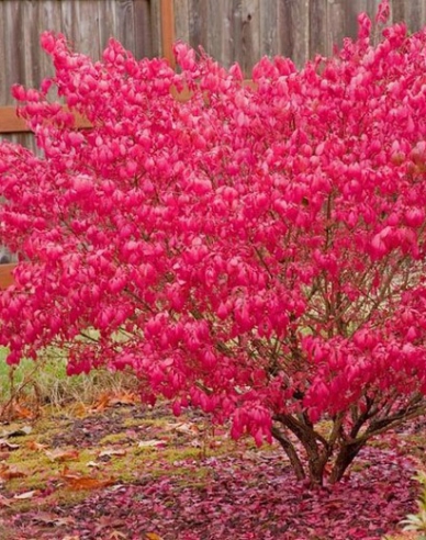 Brslen křídlatý 40 - 50cm