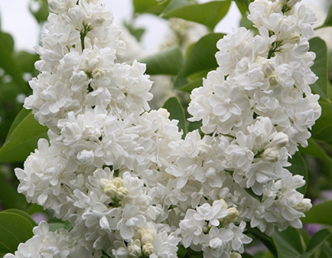 Lilac " Monique Lemoine"