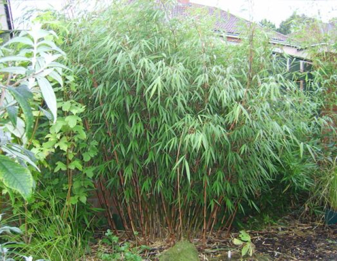 Bambus - Fargesia Scabrida ´Asian Wonder´