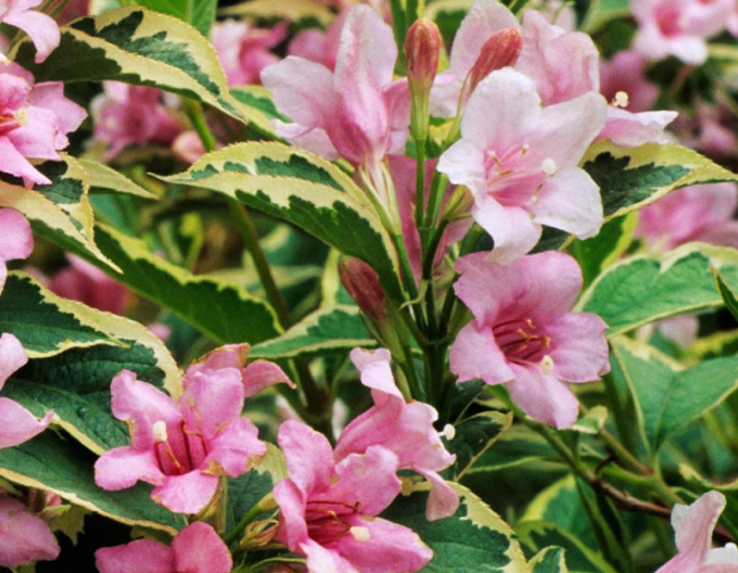 Nana variegata Nana variegata
