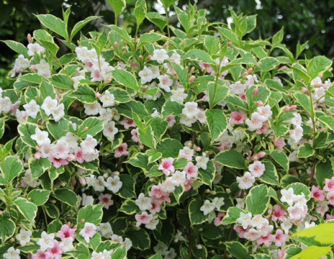 Nana variegata Nana variegata