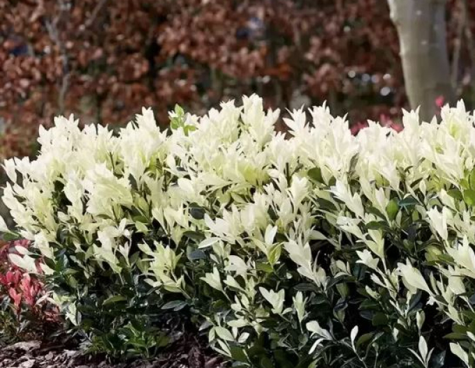 Japonský brslen Himalaya 40 -50cm