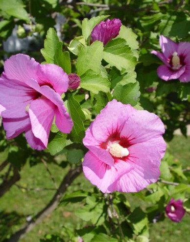 Ibišek syrský  Aphrodite