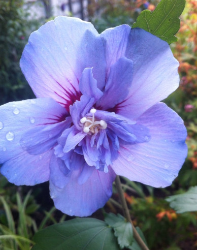 Syrský ibišek Blue Chiffon
