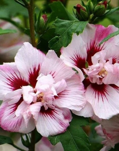 Ibišek syrský Lady Stanley