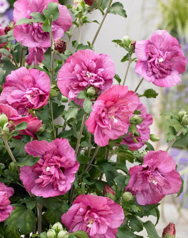 Ibišek syrský  Duc De Brabant