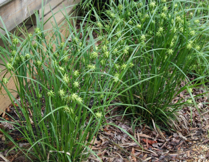 Ostřice "Gray´s sedge"