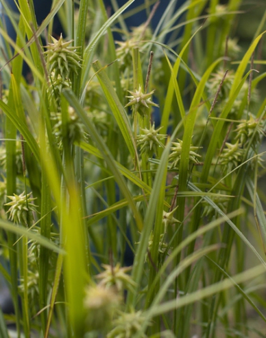 Ostřice "Gray´s sedge"