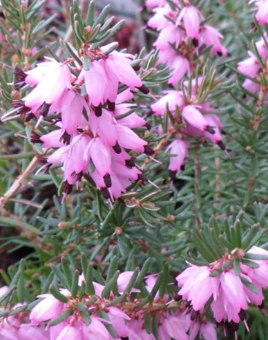 Vřesovec darlejský J.W. Porter