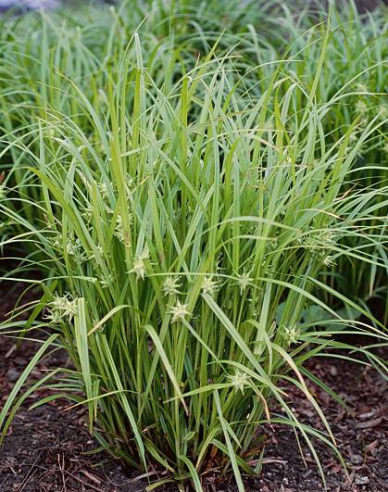 Ostřice "Gray´s sedge"