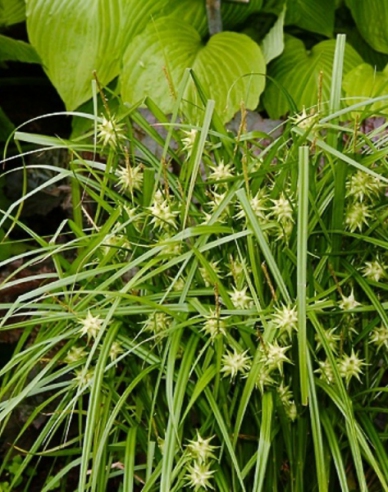 Ostřice "Gray´s sedge"