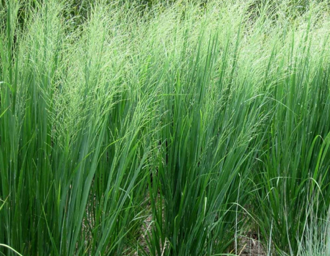 Proso prutnaté Northwind