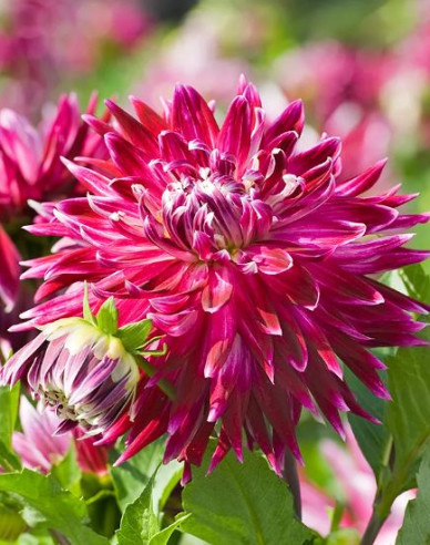 Jiřina ´Vancouver´