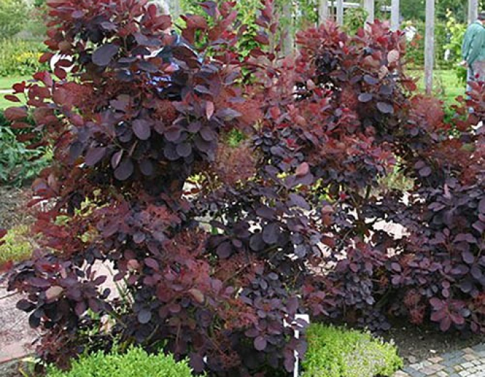 Škumpa Royal Purple 175 - 200cm