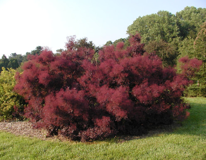 Škumpa Royal Purple 175 - 200cm