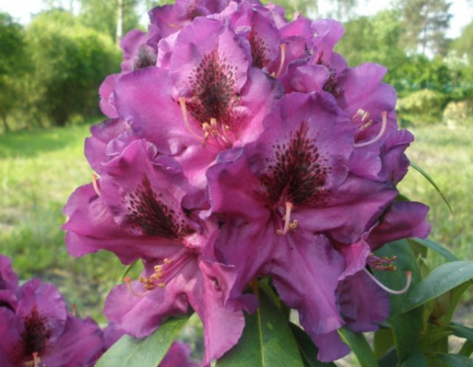 Pěnišník Purple Splendor
