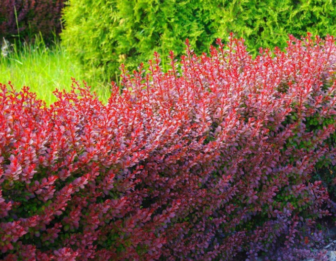 Thumper thumbbird ´Atropurpurea´