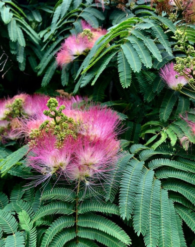 Albizia růžová 125 - 150cm