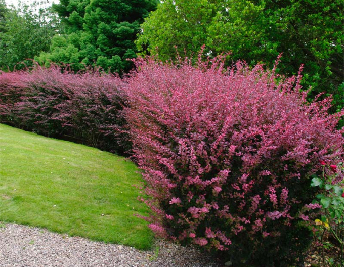 Thumper thumbbird ´Atropurpurea´