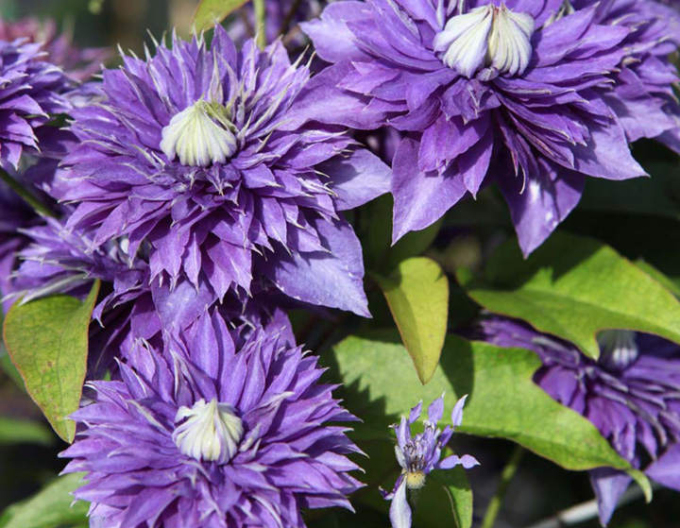 Clematis ´Multiblue´