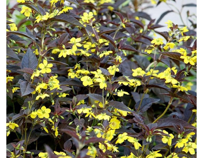 Vrbina ´Firecracker´