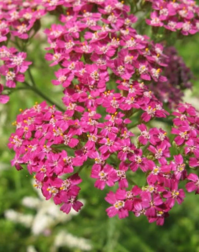 Řebříček obecný ´Cerise Queen´