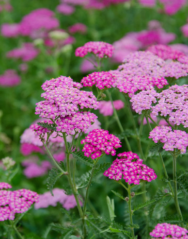 Řebříček obecný ´Cerise Queen´