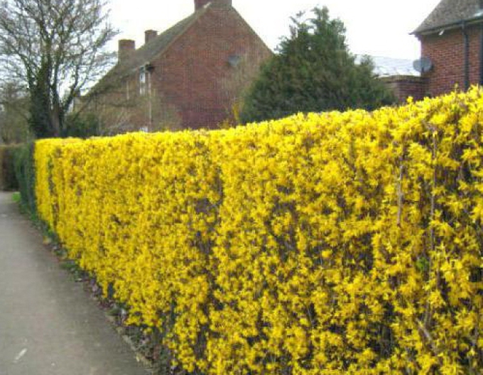 Zlatice prostřední