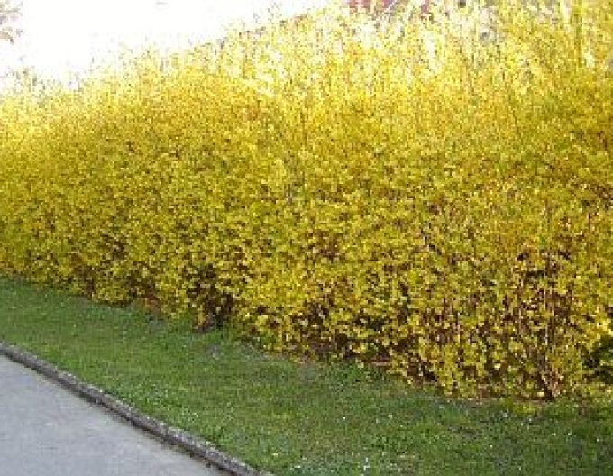 Zlatice prostřední