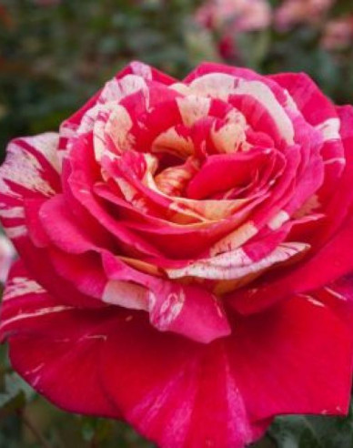 Stromková růže Papageno