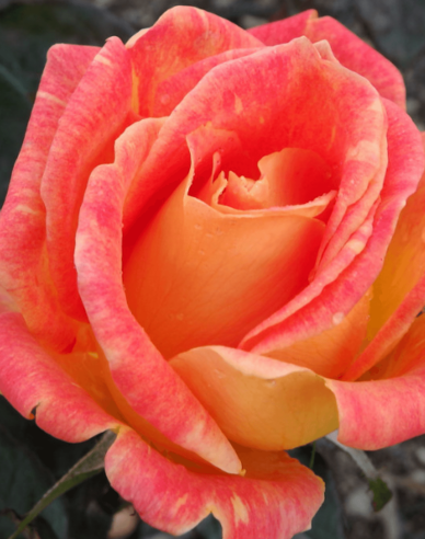 Stromková růže Harry Wheatcroft