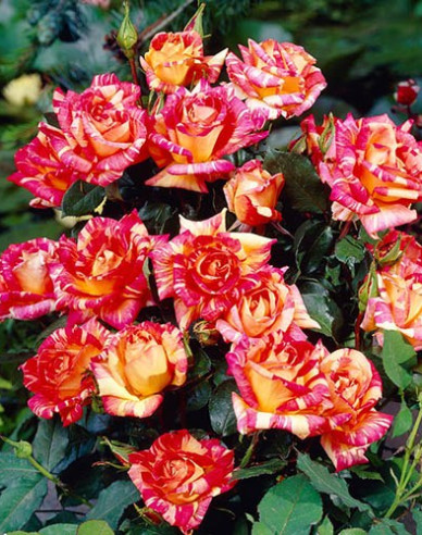 Stromková růže Harry Wheatcroft