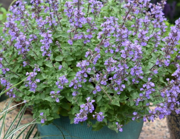 Šanta Purssian Blue