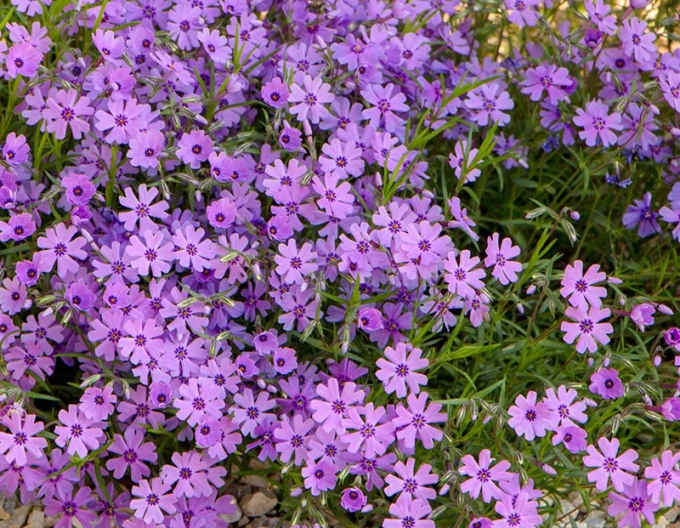 Plamenka šídlovitá  Purple Beauty