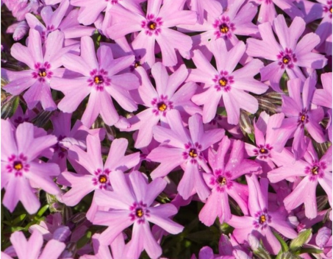 Plamenka šídlovitá  Fabulous Rose