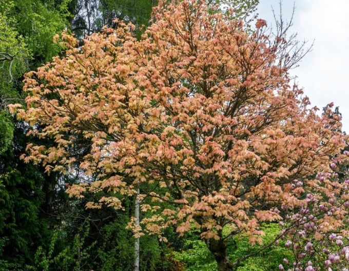 Javor pseudoplatanus ´Brilliantissimum´
