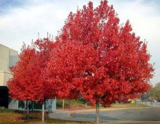 Červený javor October Glory