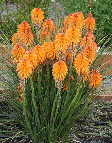 Kleopatřina jehla Poco Orange